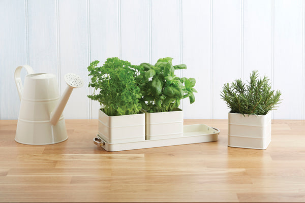 Living Nostalgia Antique Cream Herb Pots with Tray image 5