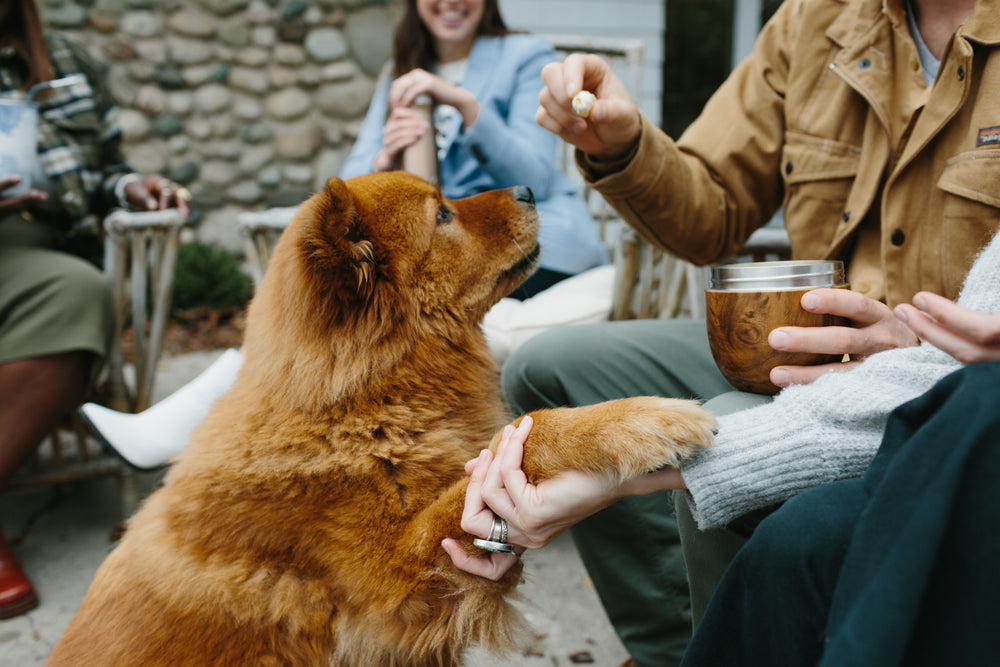 Teakwood S’well Eats 2-in-1 Food Bowl, 636ml