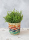 KitchenCraft Seagrass Plant Basket, Rainbow Striped Design