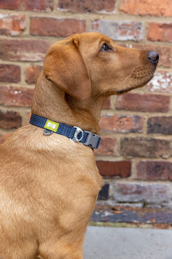 BUILT PET Medium Night Safe Reflective Collar - Blue image 2