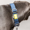 BUILT PET Large Night Safe Reflective Collar - Blue