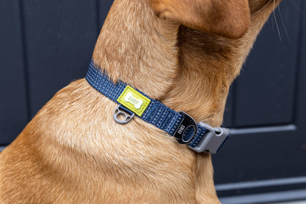 BUILT PET Medium Night Safe Reflective Collar - Blue image 7