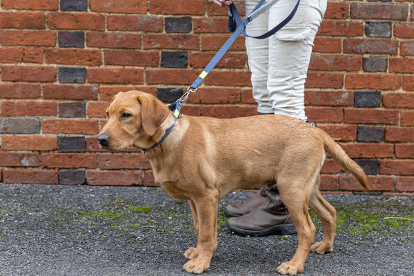 BUILT PET Medium Double Handle Night Safe Reflective Lead - Blue image 6