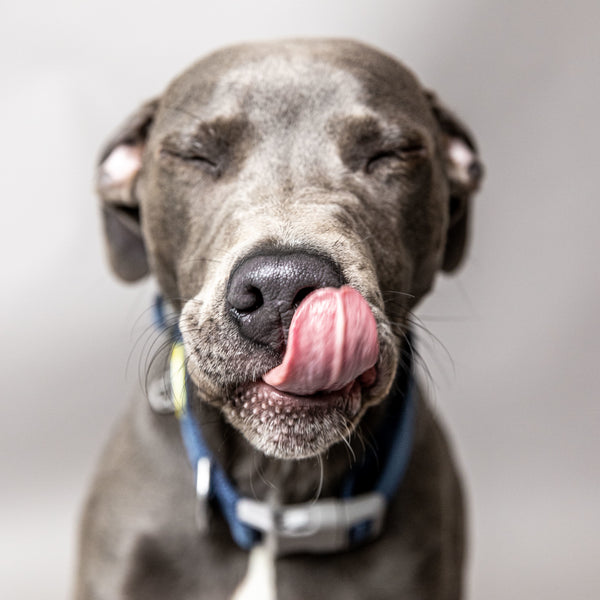 BUILT PET Large Night Safe Reflective Collar - Blue image 5