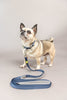 BUILT PET Small Night Safe Reflective Collar And Lead Set - Blue